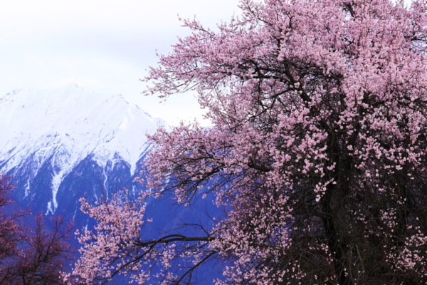Nyingchi Peach Blossom & Lhasa Sacred Land Expedition
