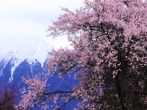 Nyingchi Peach Blossom & Lhasa Sacred Land Expedition