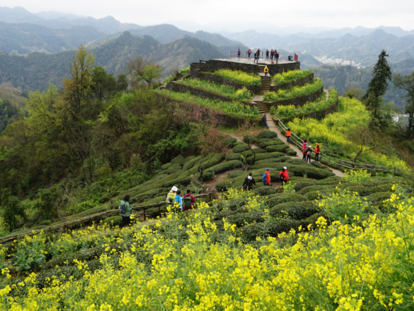 Huizhou Ruoling Ancient Trail & Blossom Expedition