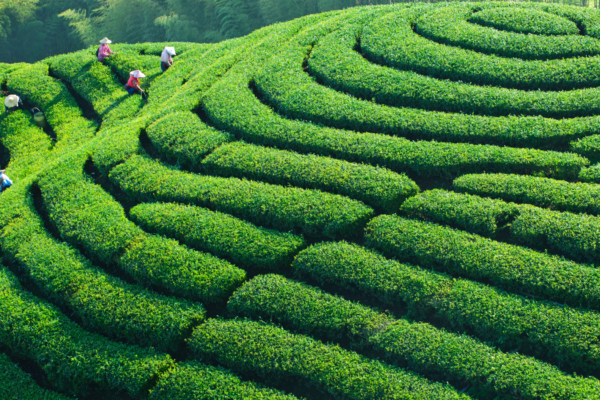 Huizhou Ancient Tea & Artisan Village Expedition