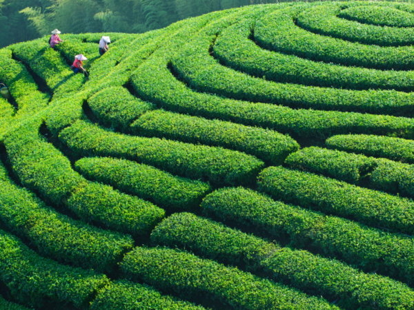 Huizhou Ancient Tea & Artisan Village Expedition