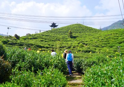 Capturing Spring Tea in Huizhou Mountains