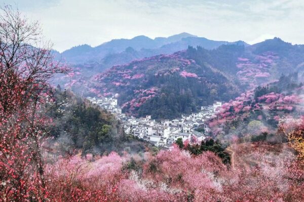 Huizhou Fish Lantern & Plum Blossom Trek