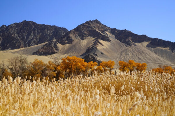 Dunhuang Golden Populus Wilderness Expedition