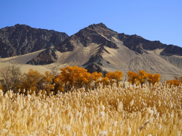 Dunhuang Golden Populus Wilderness Expedition